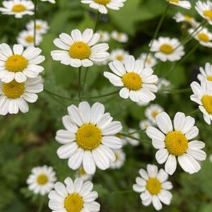 Meet your Posher, Bella